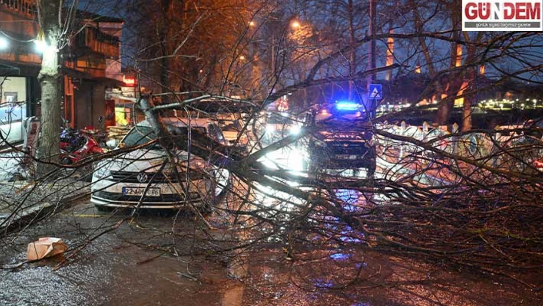 Ağaç park halindeki otomobilin üzerine devrildi