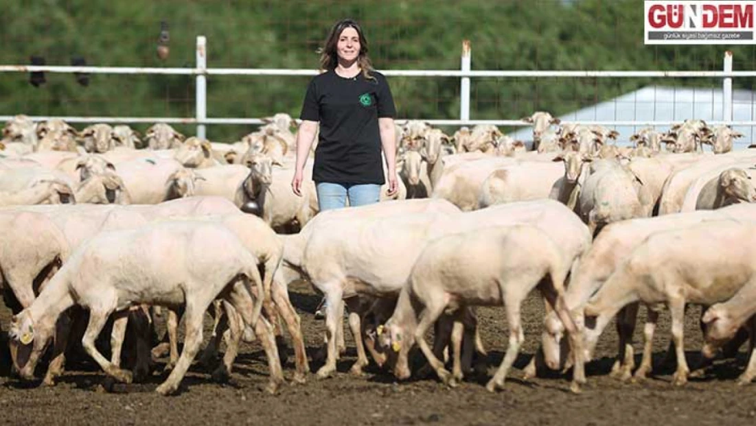 Babasından kalan sürüyü büyütmek için İstanbul'dan Kırklareli'ne taşındı