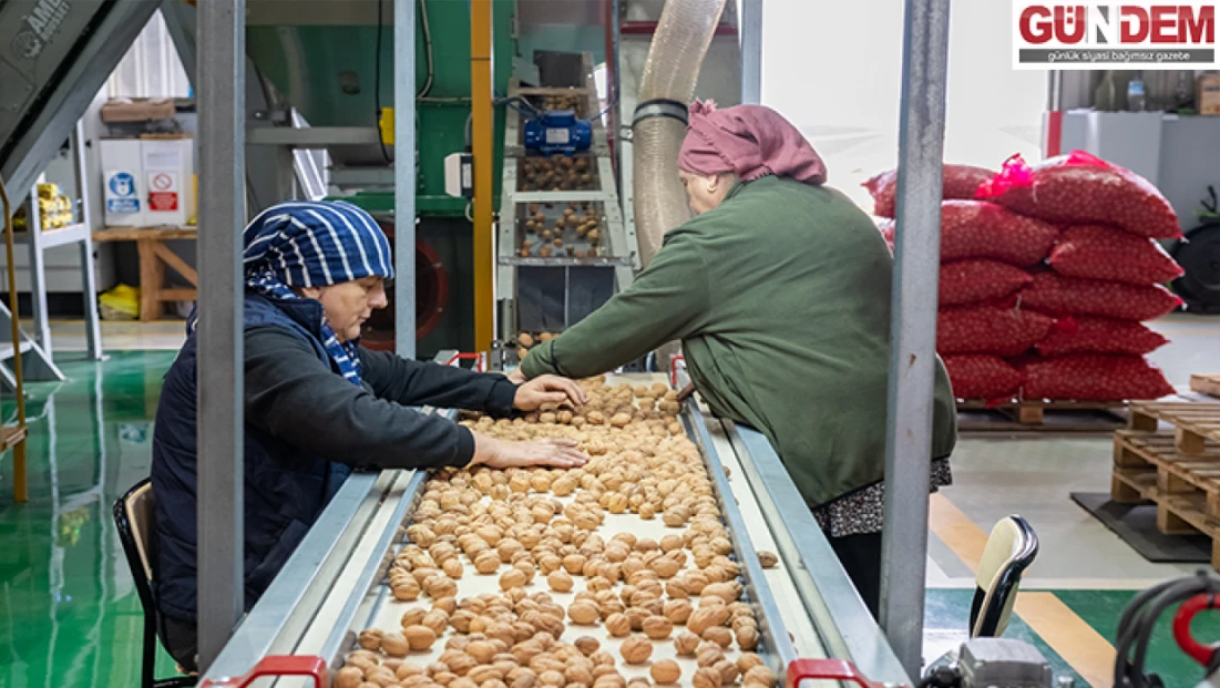 Ceviz üretimine başlayan işletme elektriğini güneşten karşılıyor
