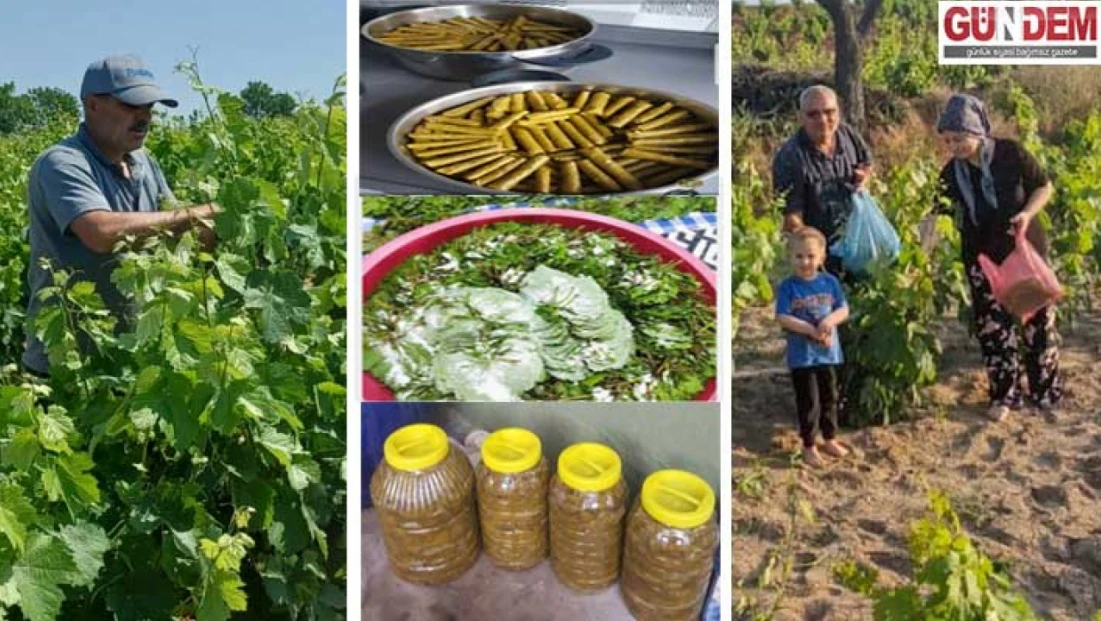 Edirne'de asma yaprağı mesaisi başladı