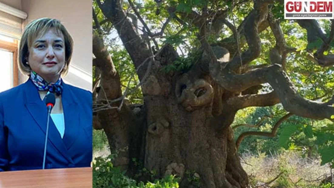 En fazla anıt ağaç Edirne’de