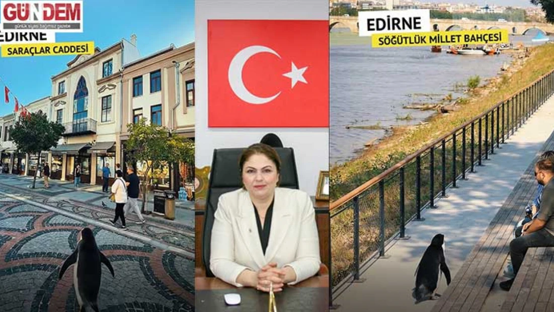 İba’dan Edirne’yi tanıtan “Nihilist penguen” paylaşımı