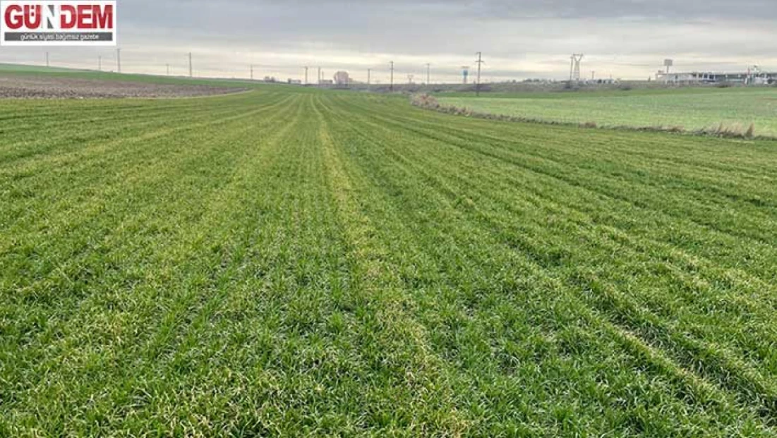 İklim Şaşırttı, Buğday Erken Uyandı