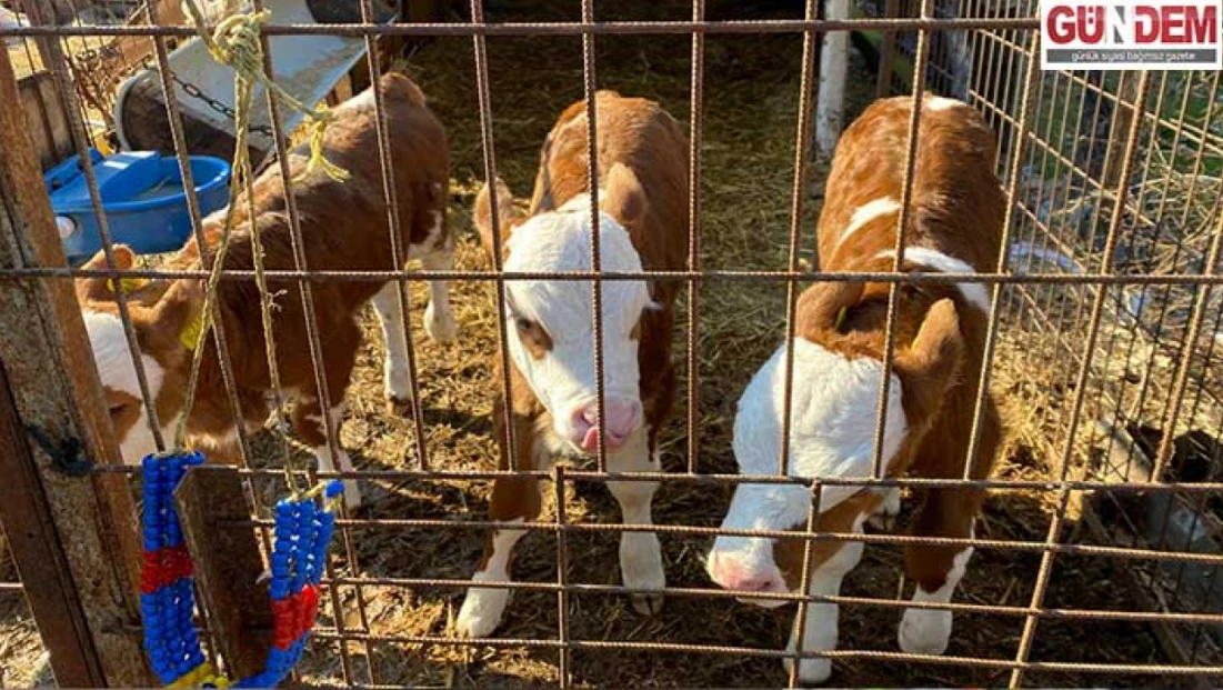 Kırsalda sevinç, ahırda bereket: Orhaniye Köyü’nde üçüz doğum