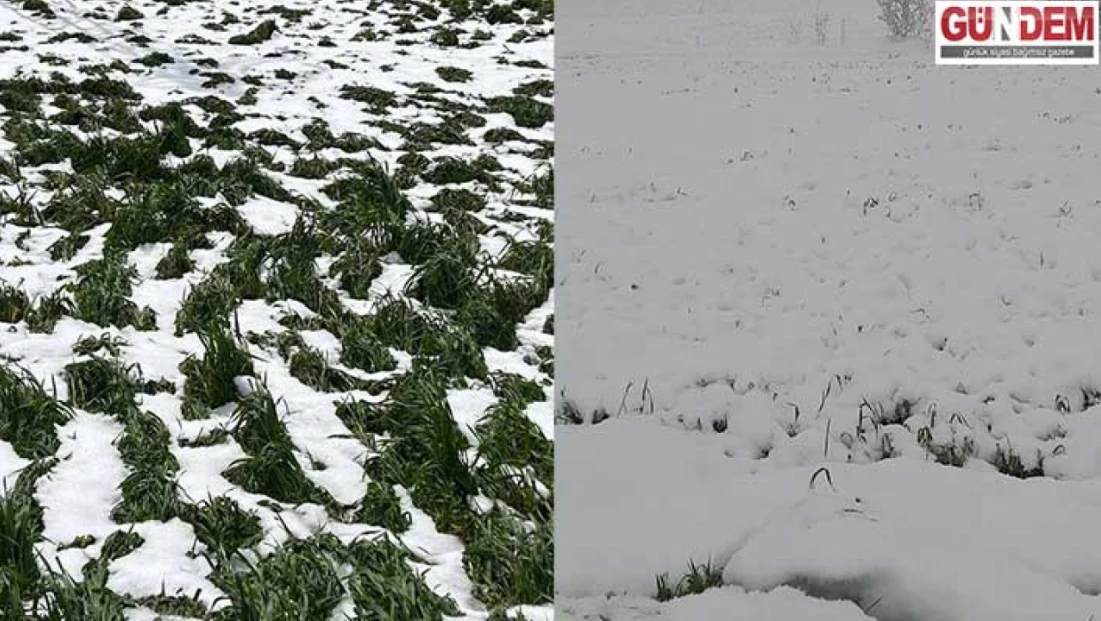 Lalapaşa’da Kar Yağışı Sonrası Tahıl Tarlalarında Yatmalar Tespit Edildi
