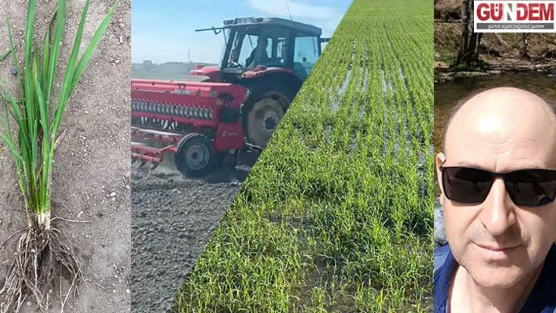 Mibzerle çeltik ekimi çiftçilerin tercihi oldu