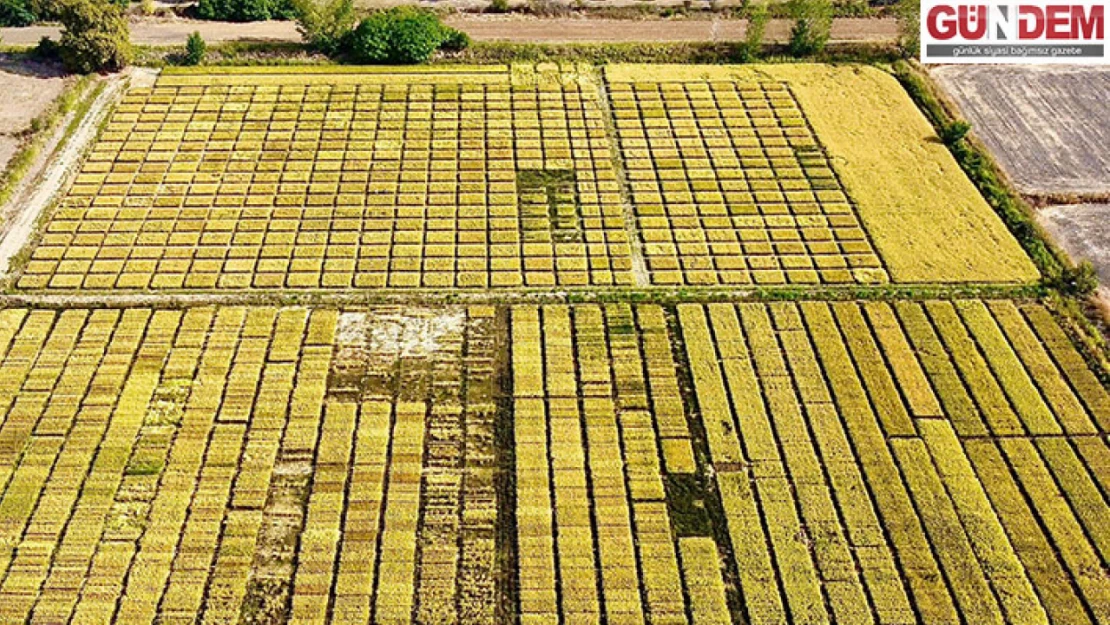 12 farklı türden 195 yerli tohum çeşidi tarıma kazandırıldı