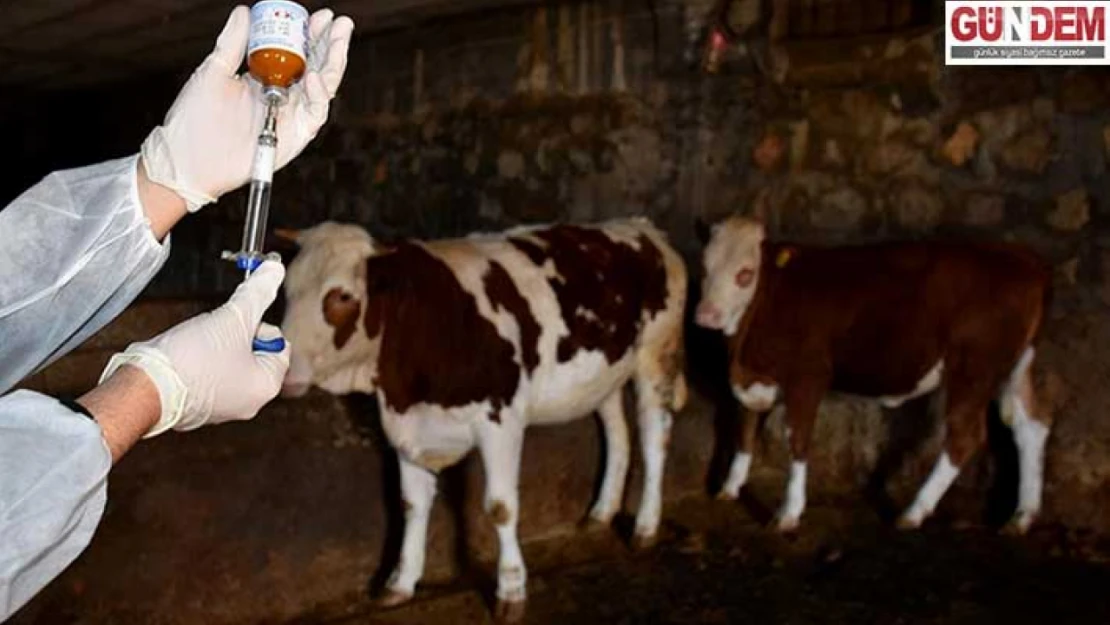 81 ile acil kodlu yazı: Tüm hayvan pazarları kapatıldı