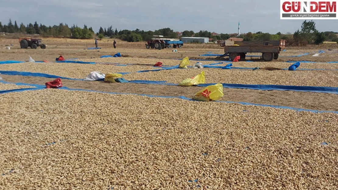 Ata tohumu Meriç yer fıstığının hasadı başladı