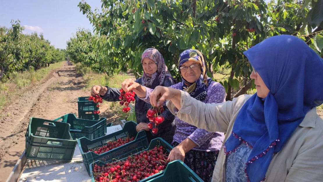 Avrupa'ya ihraç edilen Edirne Çeribaşı kirazının hasadı başladı