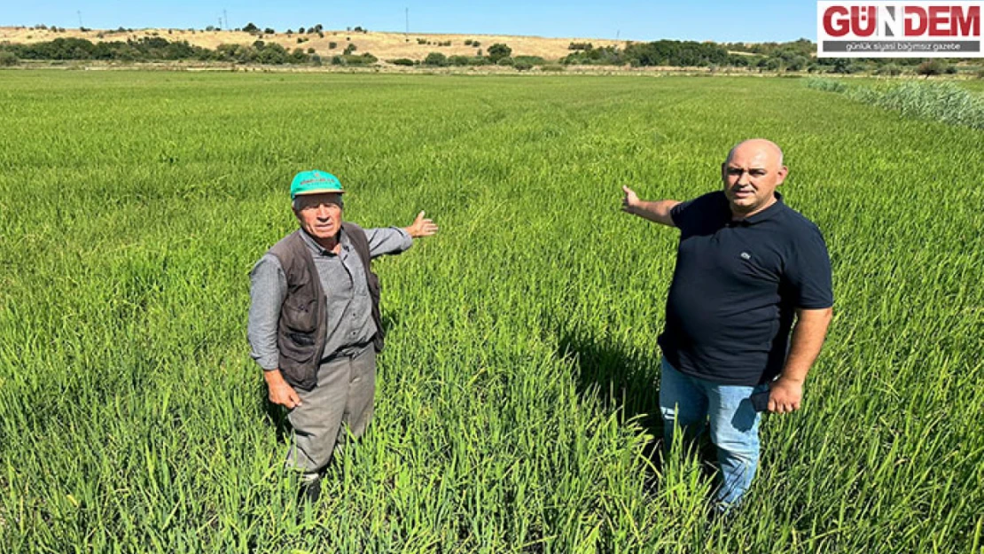 Çeltik tarları susuz kaldı, kademeli sulama tartışması