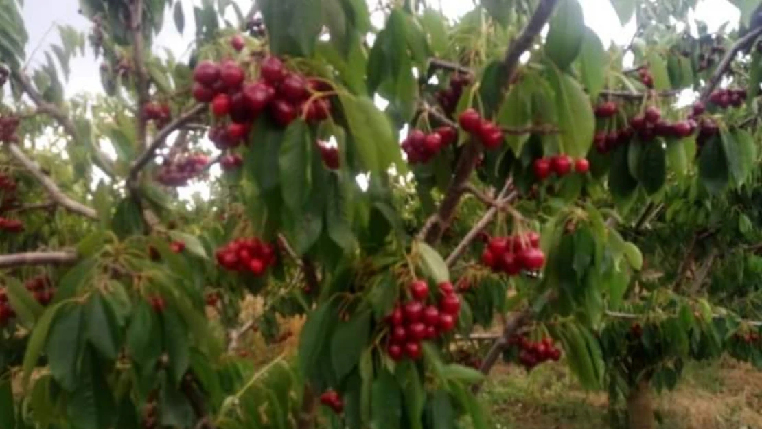 Çeribaşı köyünde kiraz şenliği yapılacak