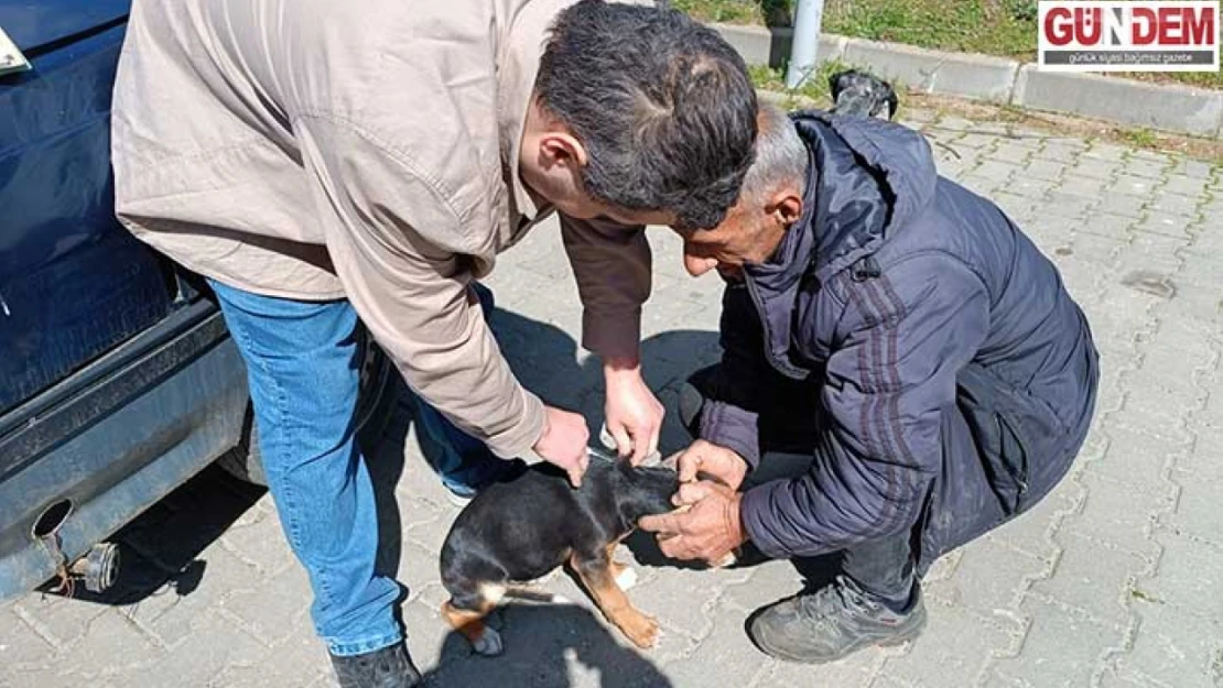 Çip ve kuduz aşısı uygulaması başladı