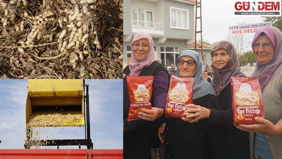 Coğrafi işaretli Meriç yer fıstığının hasat mesaisi başladı