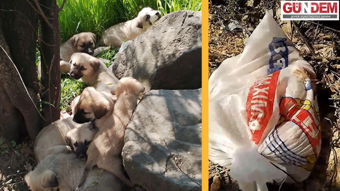 Çuvallar içinde terk edilen 14 köpek yavrusu barınağa alındı