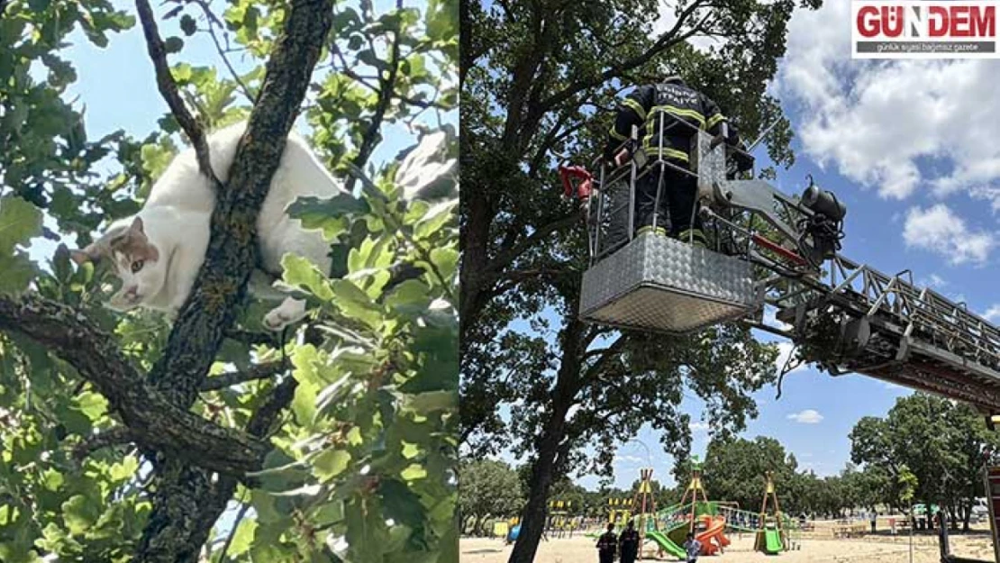 Edirne'de ağaca çıkan kedi 18 saat sonra kurtarıldı