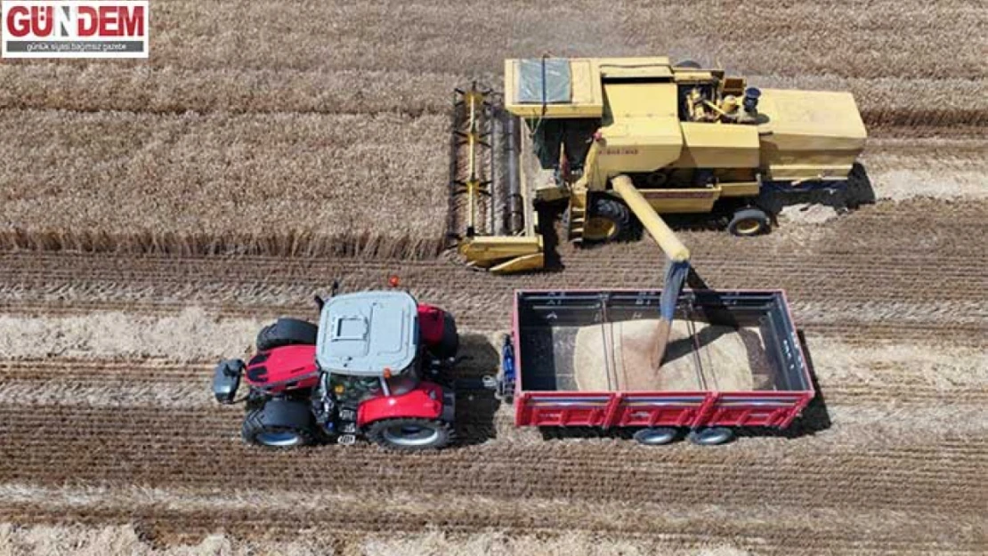 Edirne'de buğday tarlalarında hasat mesaisi sürüyor