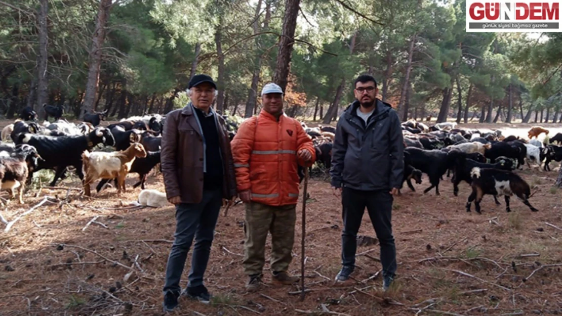 Edirne'de kıl keçisi gen kaynaklarının sürdürülebilirliği hedefleniyor