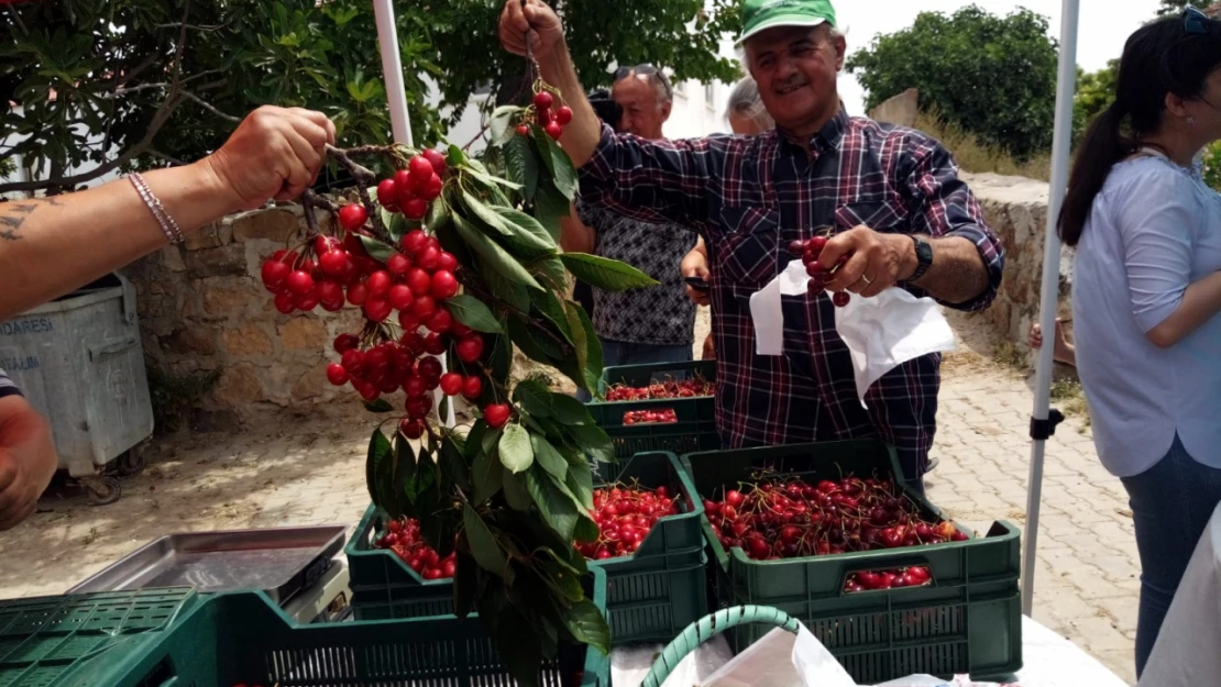 Edirne'de Kiraz Hasat Şenliği düzenlendi