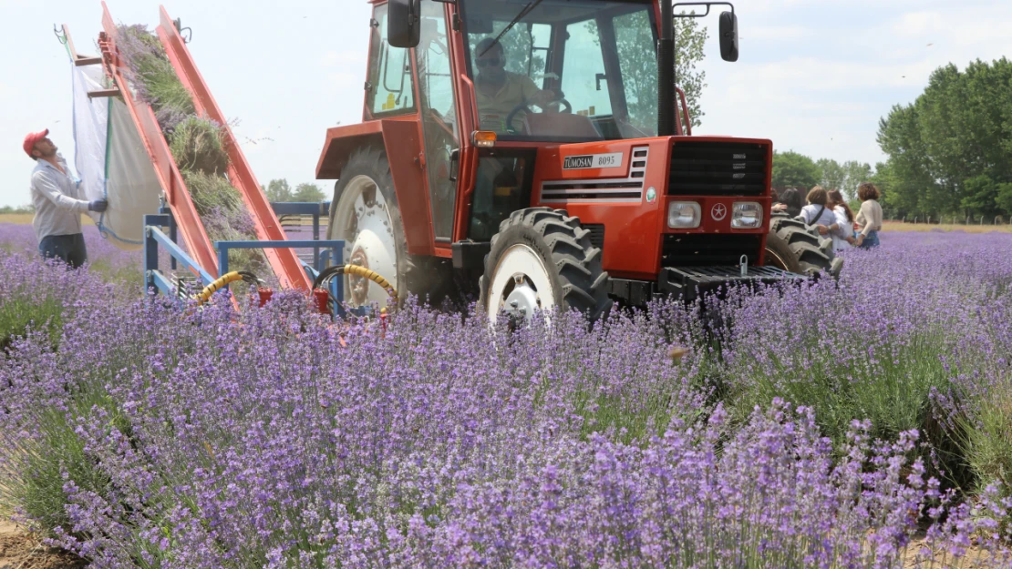 Edirne'de lavanta tarlalarında hasat başladı