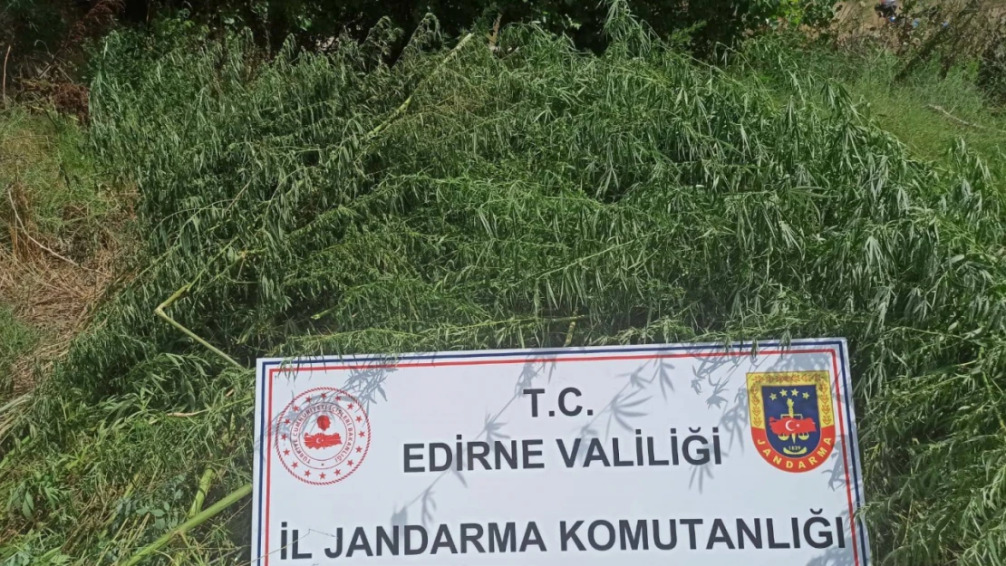 Edirne'de mısır tarlasına ekilen 26 bin 500 kök Hint keneviri ele geçirildi