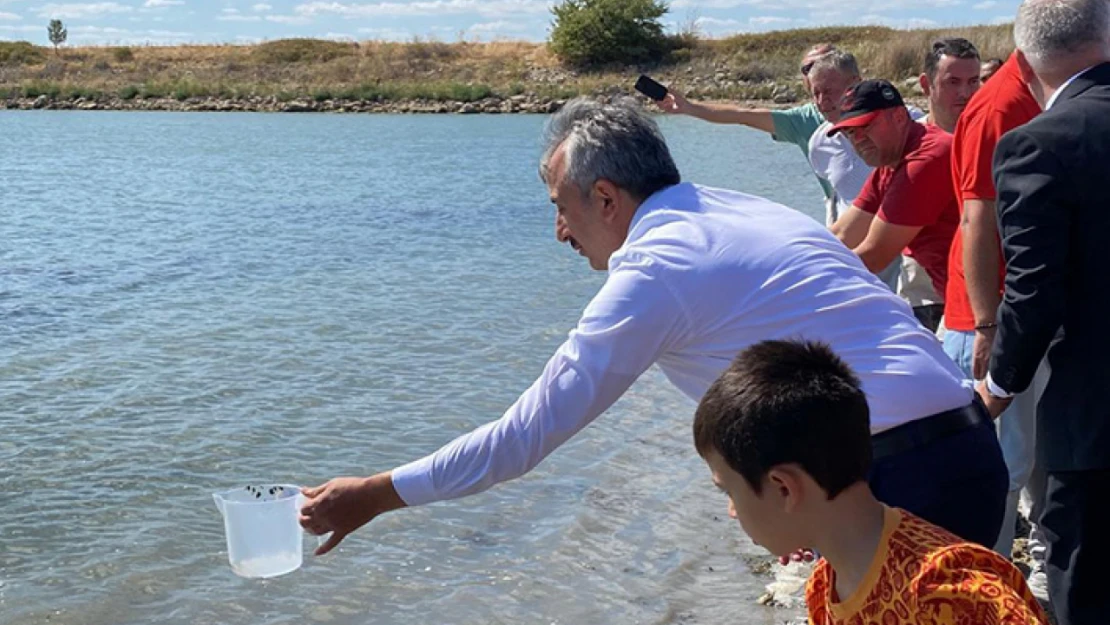 Edirne'de Osmanlı Göletine Sazan Bırakıldı