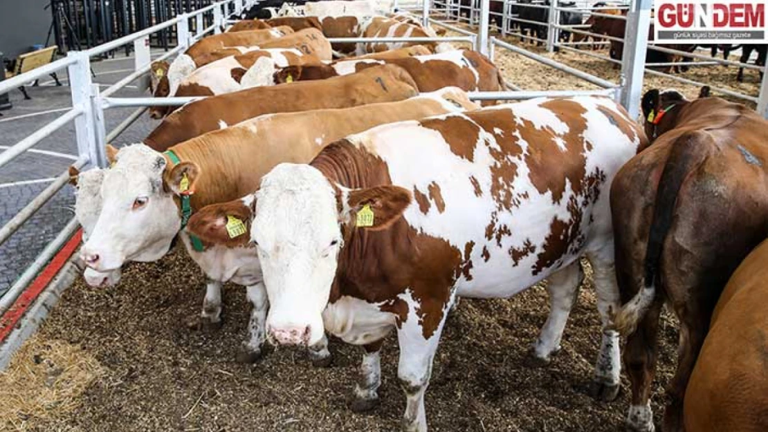 Edirne, Türkiye'nin damızlık düve üretim merkezi olacak