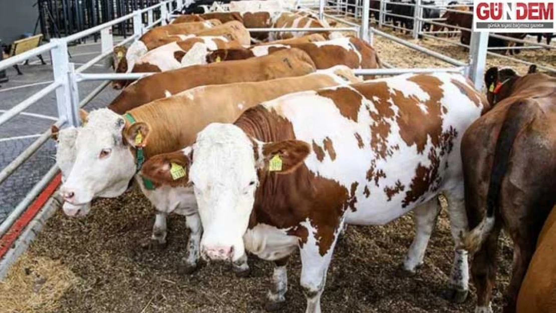 Edirne Türkiye'nin 'damızlık düve üretim merkezi' olacak