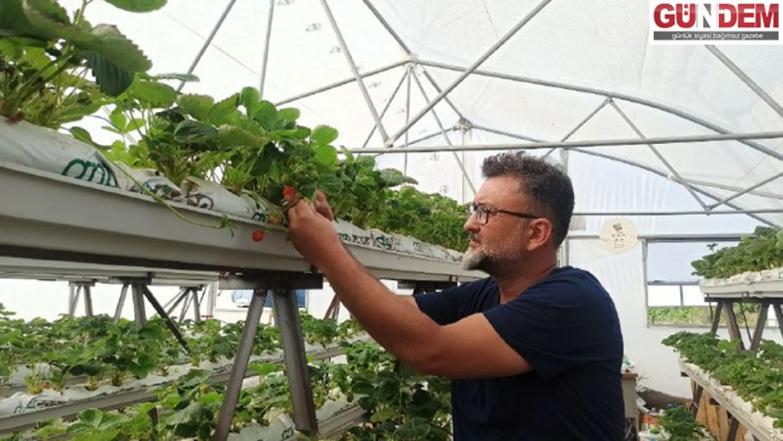 Edirneli çiftçi 2 dönümde yetişecek çileği topraksız tarımla 250 metrekarede yetiştiriyor
