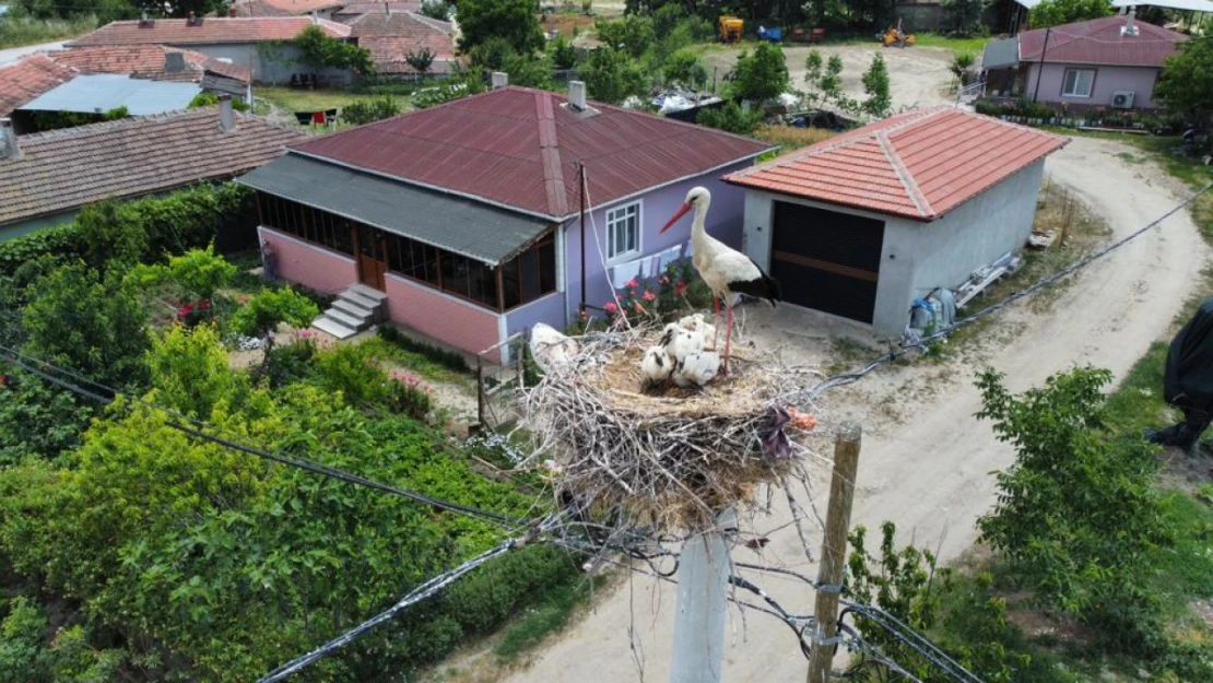 Elektrik akımına kapılan anne leyleğin 3 yavrusuna baba leylek sahip çıktı 