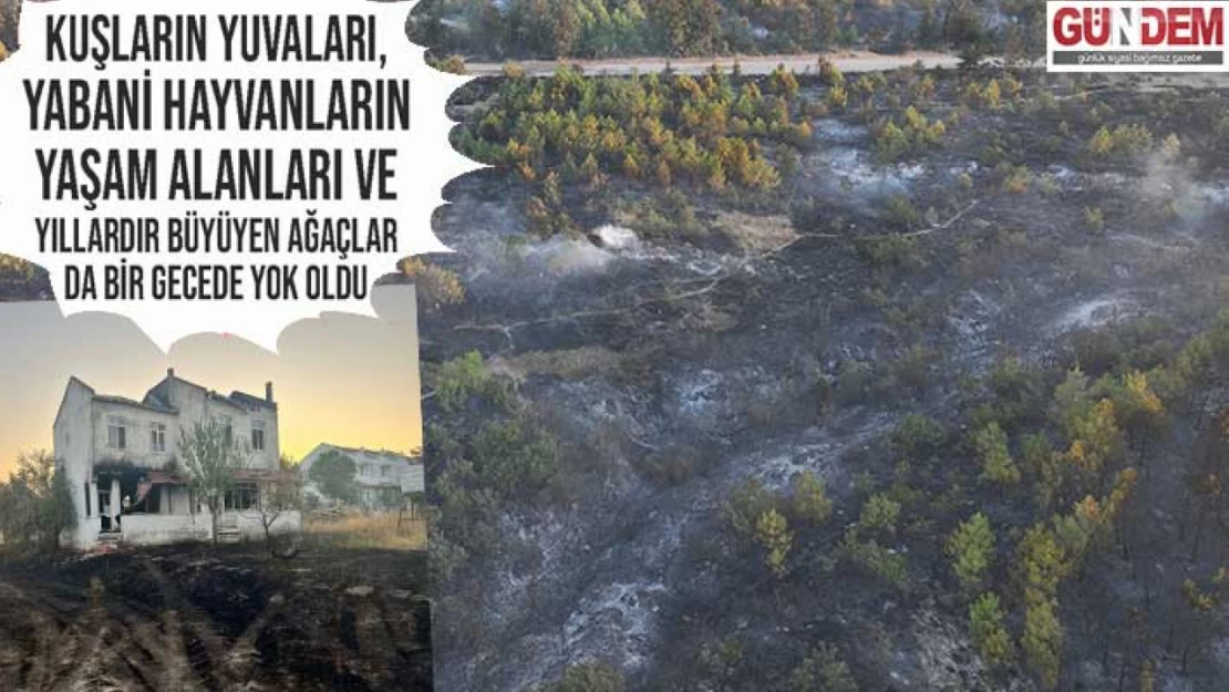 Enez'de büyük felaket: Evler yandı, ormanlar yok oldu