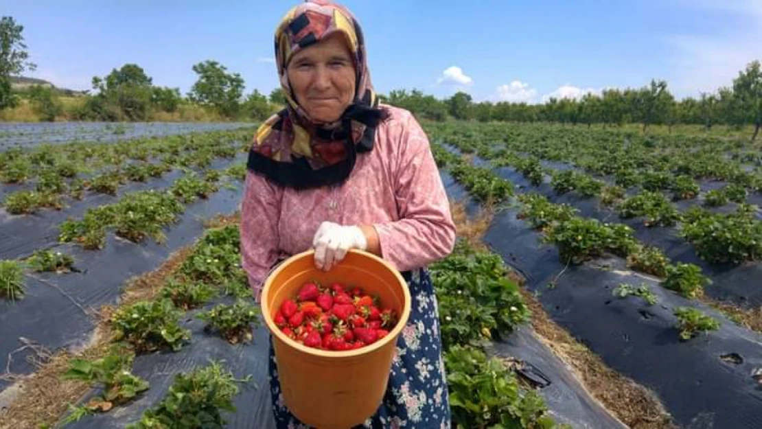 Enez'de çilek hasadı yapıldı