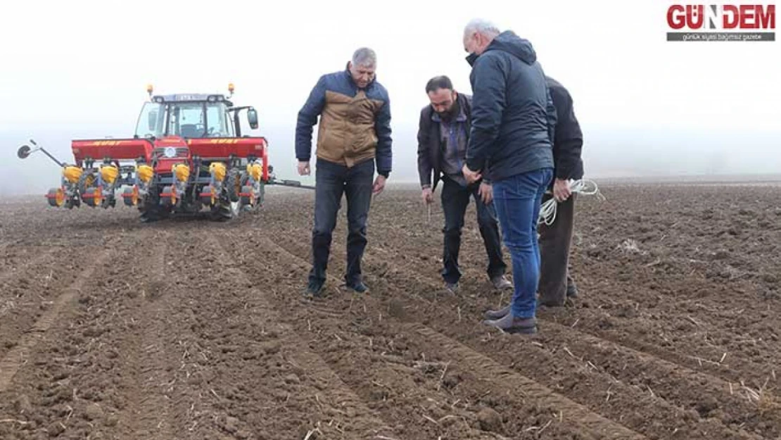 Ayçiçeğinin Kuraklığa Dayanıklılığı Test Ediliyor