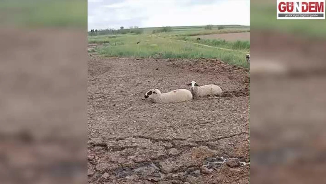 Gübreye saplanan koyunlar kurtarıldı