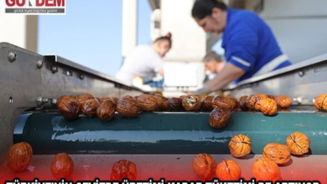 Türkiye'nin cevizde üretimi kadar tüketimi de artıyor