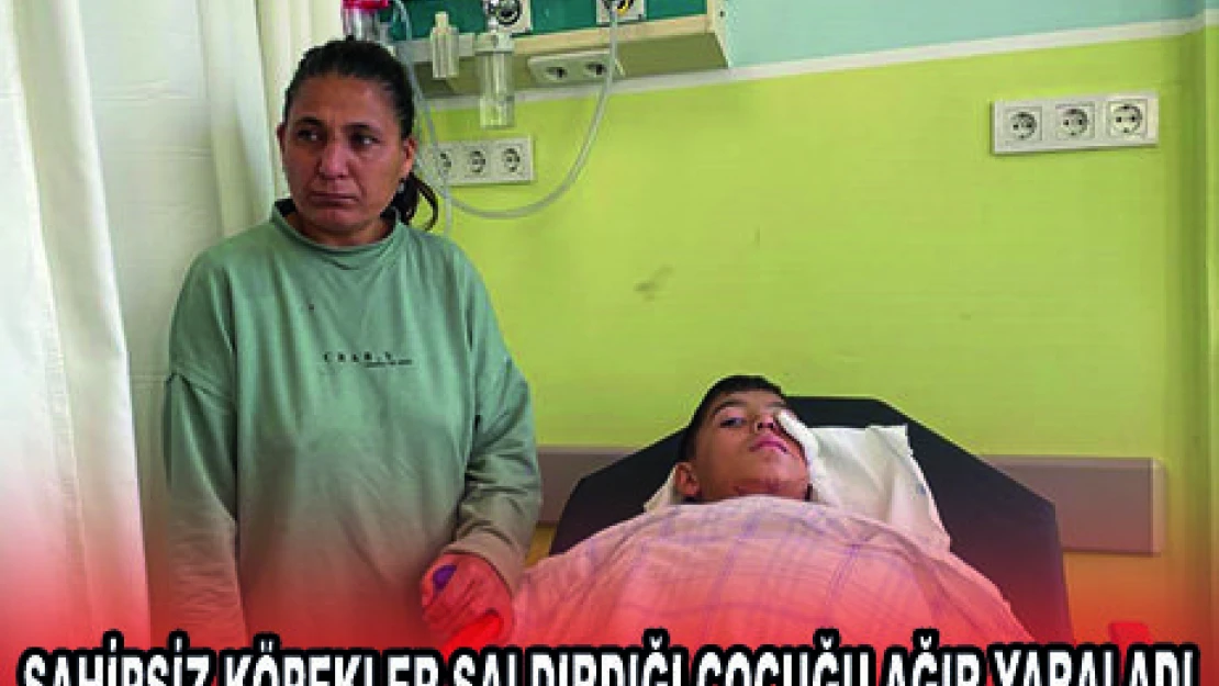SAHİPSİZ KÖPEKLER SALDIRDIĞI ÇOCUĞU AĞIR YARALADI