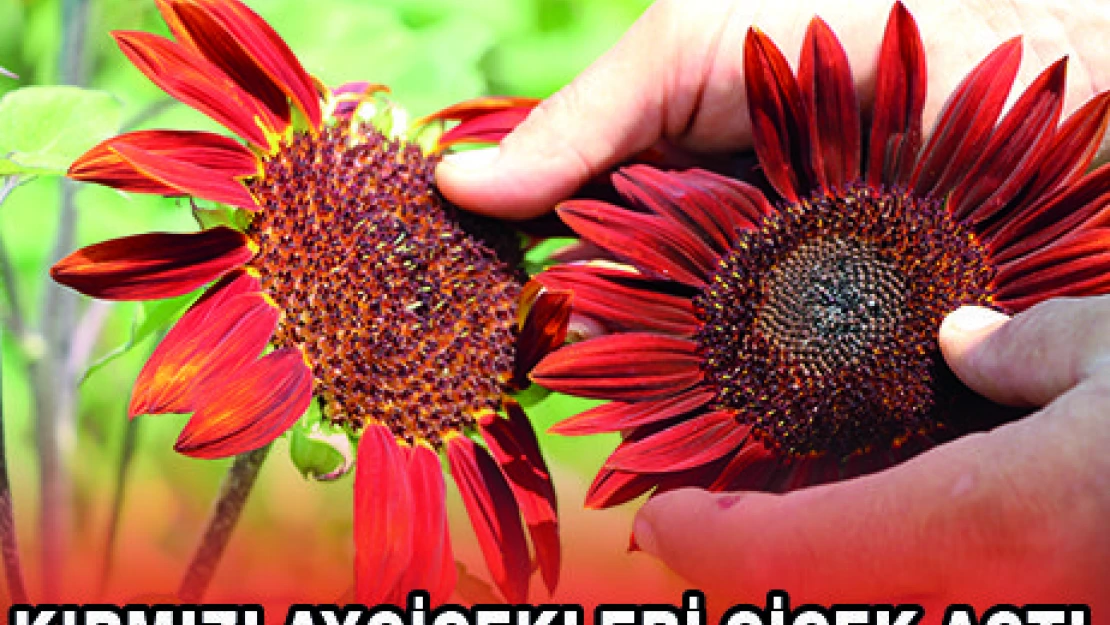 O sözlere Pekcanlı'dan cevap