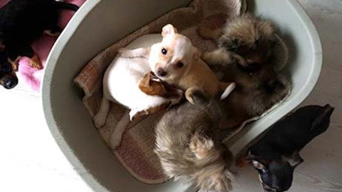 Bu köpekler ihaleyle satılacak