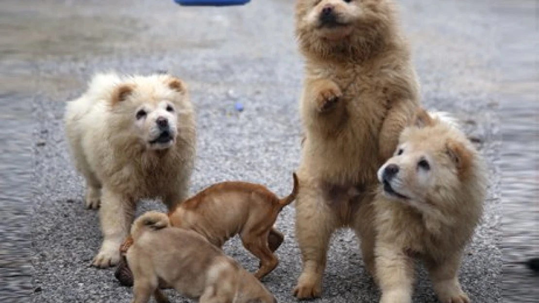 Yavru köpekler sahiplendirilecek