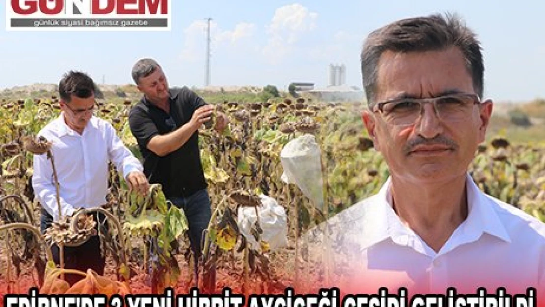 EDİRNE'DE 3 YENİ HİBRİT AYÇİÇEĞİ ÇEŞİDİ GELİŞTİRİLDİ