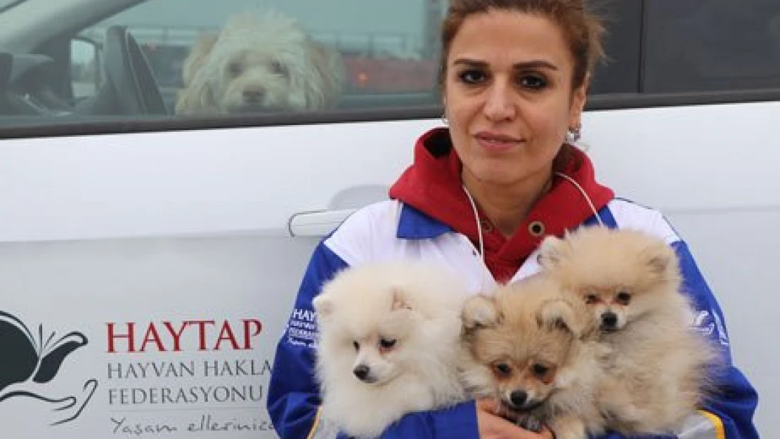 Köpekler hayvanseverlerle