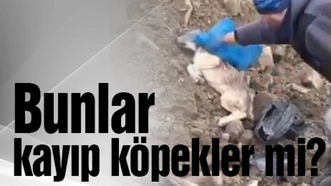 Bunlar kayıp köpekler mi?