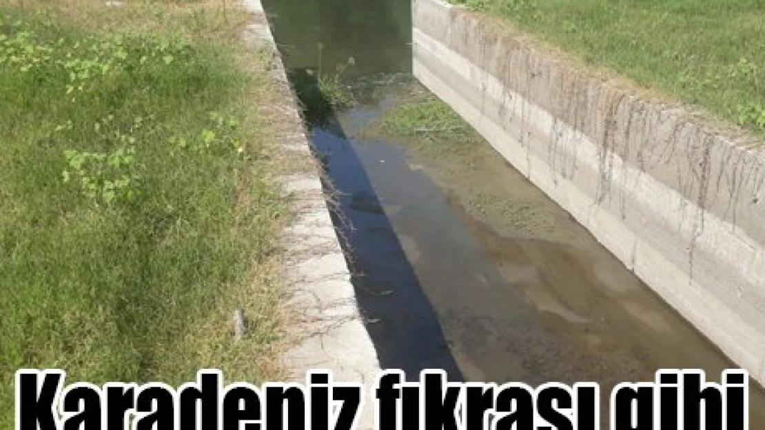 Karadeniz fıkrası gibi