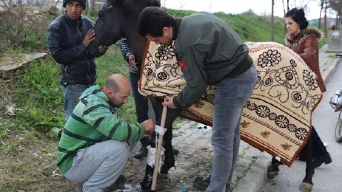Ayağı kırılan at için seferber oldular