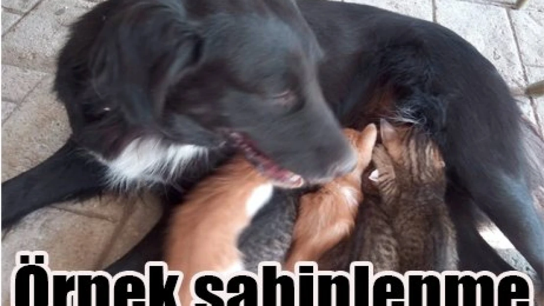 Köpek, yavru kedileri sahiplendi