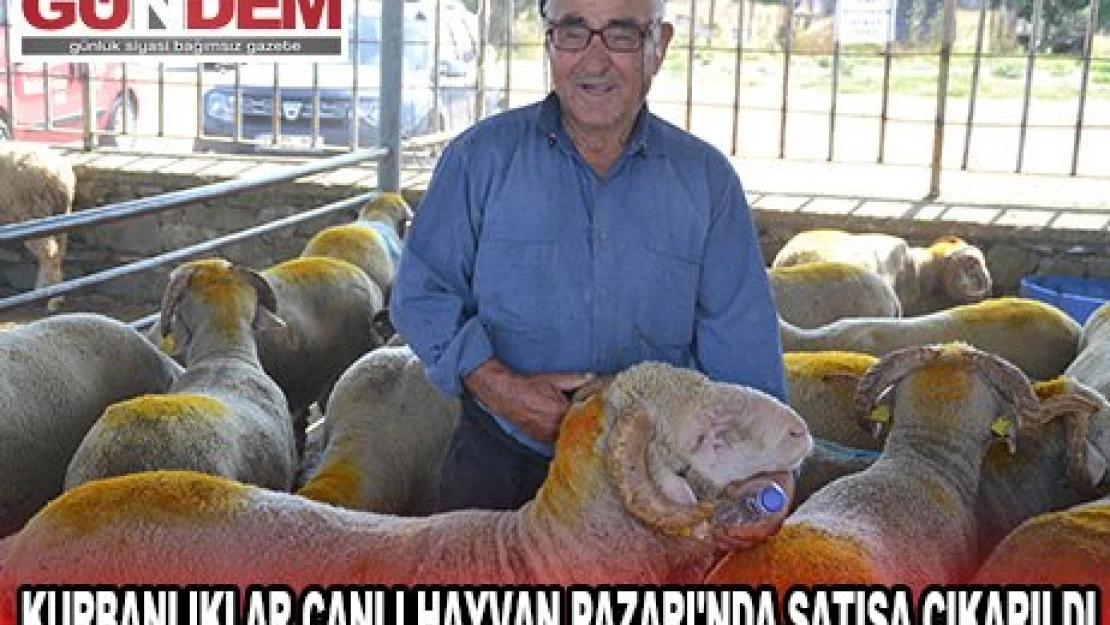 Kurbanlıklar Canlı Hayvan Pazarı'nda satışa çıkarıldı