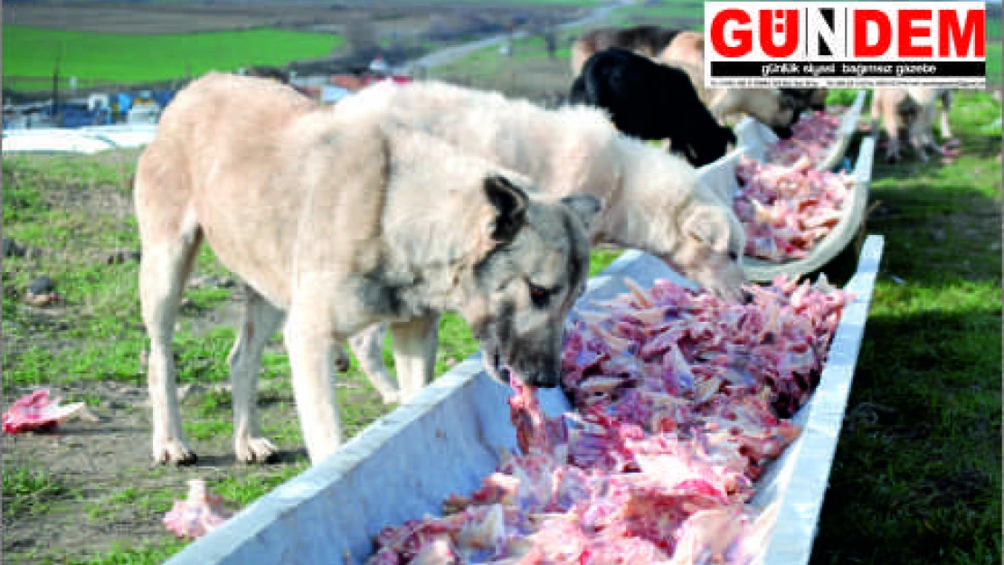 'Valilik el atmalı'