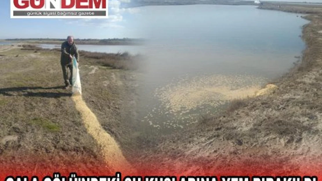 GALA GÖLÜ'NDEKİ SU KUŞLARINA YEM BIRAKILDI