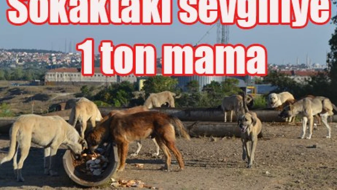 Sokaktaki sevgiliye 1 ton mama