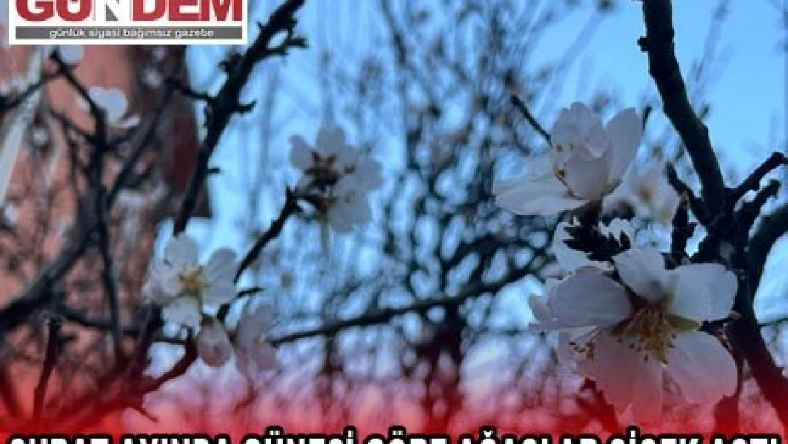 ŞUBAT AYINDA GÜNEŞİ GÖRE AĞAÇLAR ÇİÇEK AÇTI 